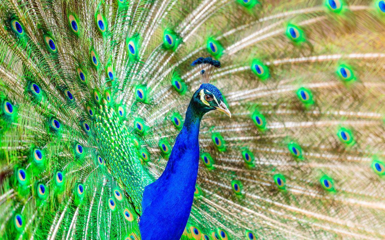 鸟类,动物,动物园免费彩色高清图片