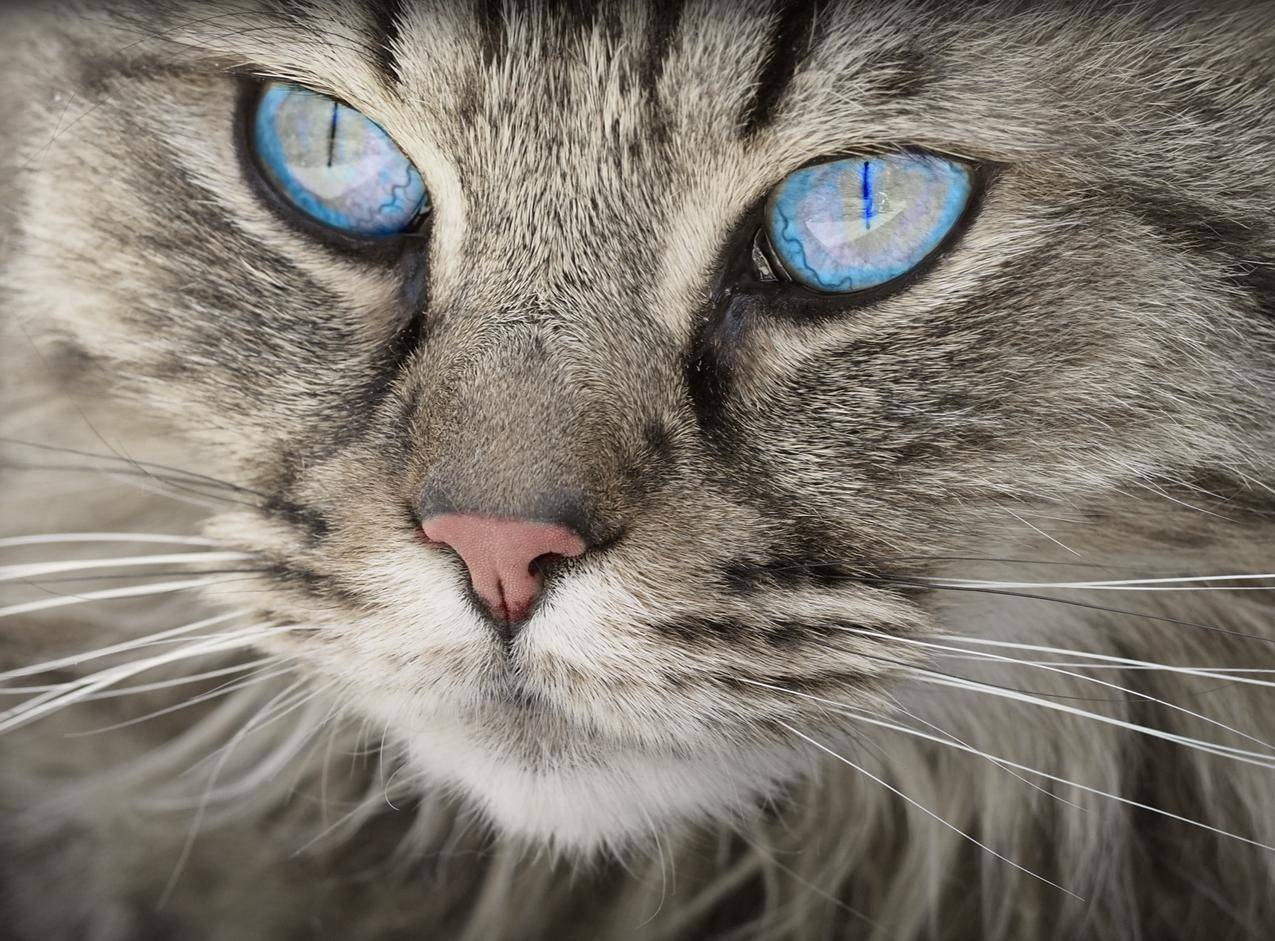蓝眼睛灰斑猫