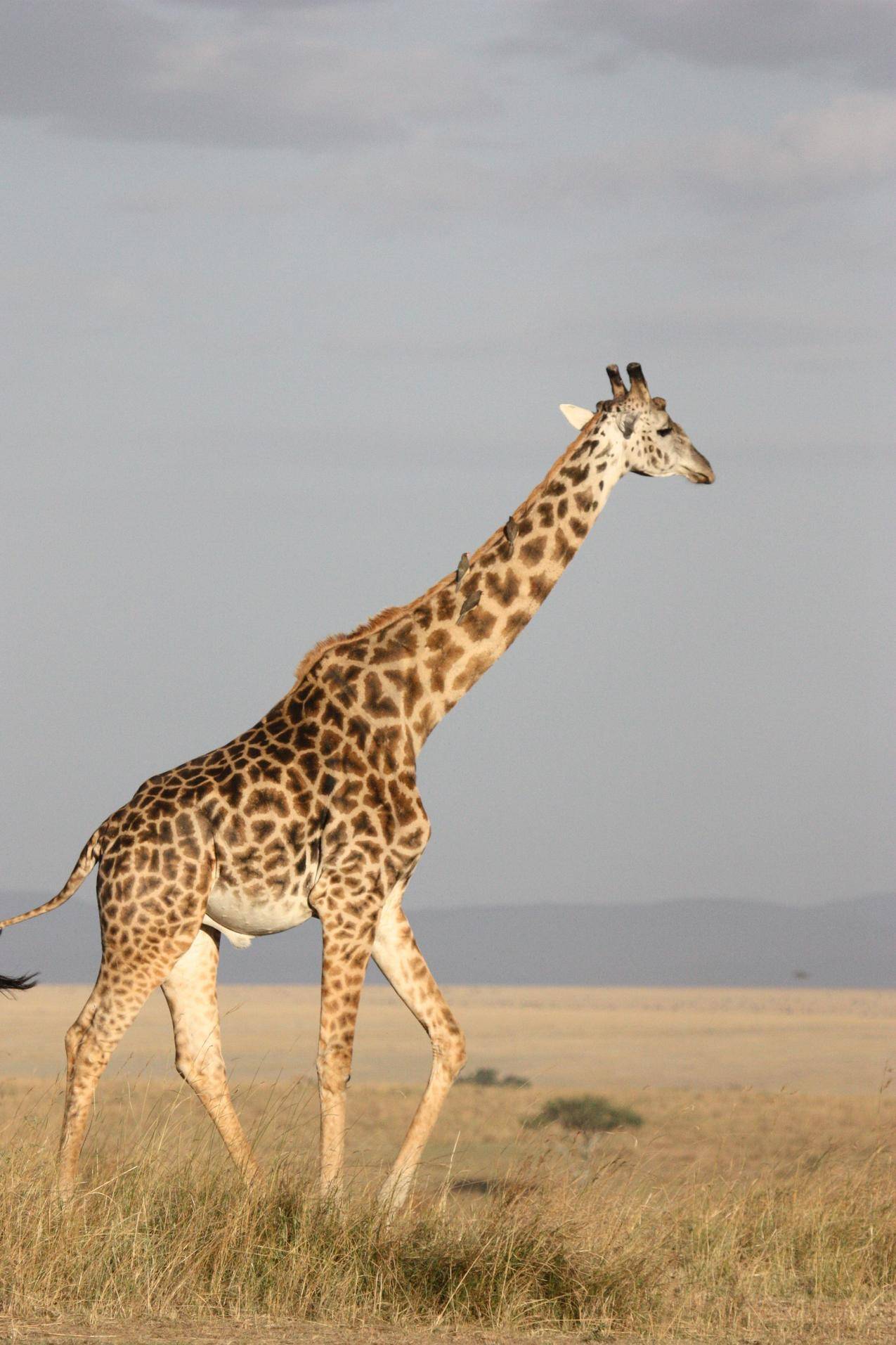 南非野生长颈鹿的图片