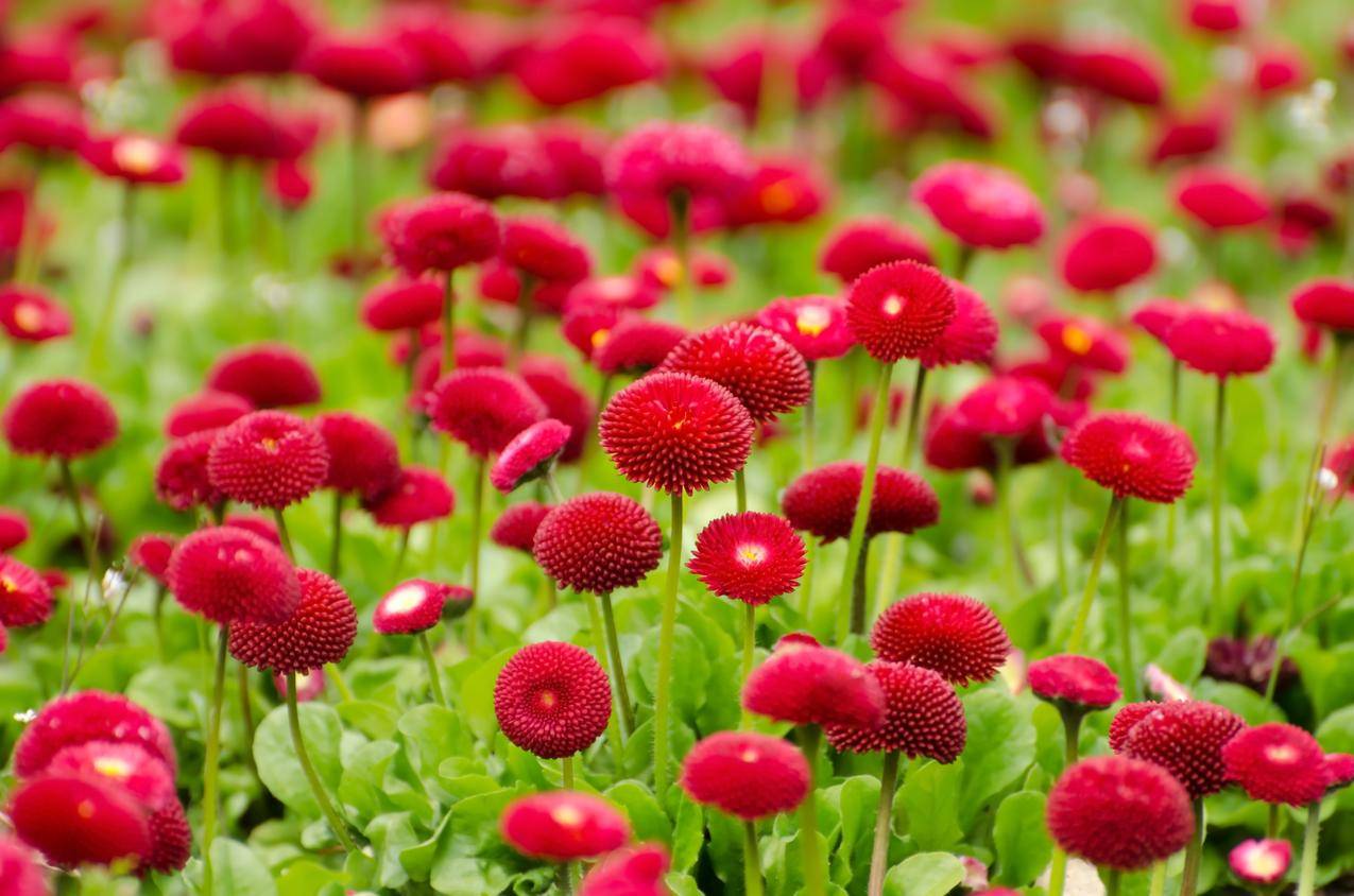 红色的花朵高清图片