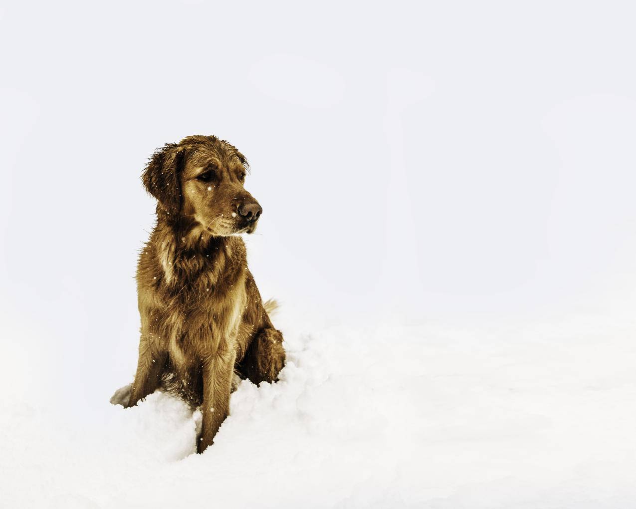 Brown,Short裹着狗坐在雪地上
