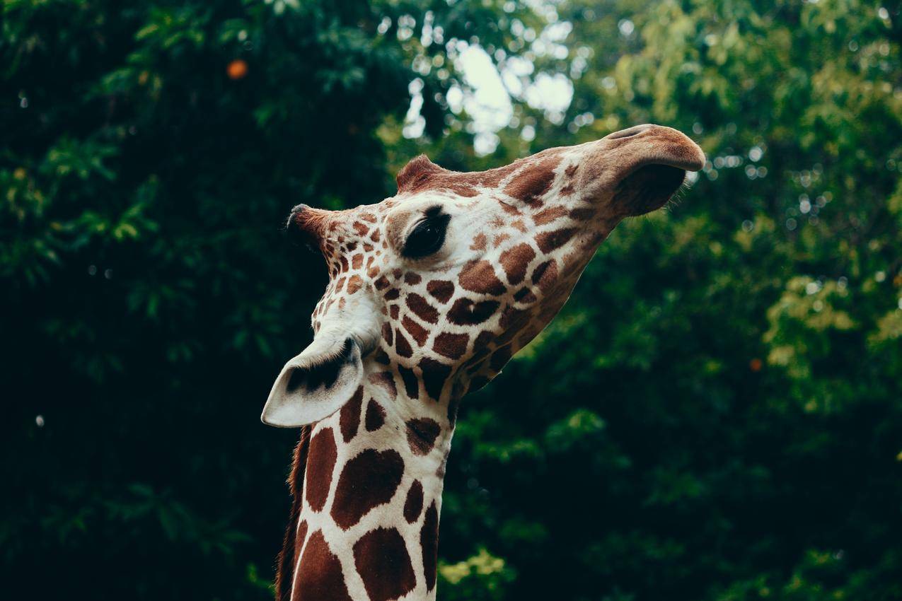 Giraffe,Head的选择性聚焦摄影