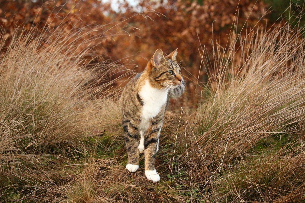 猫的特写镜头