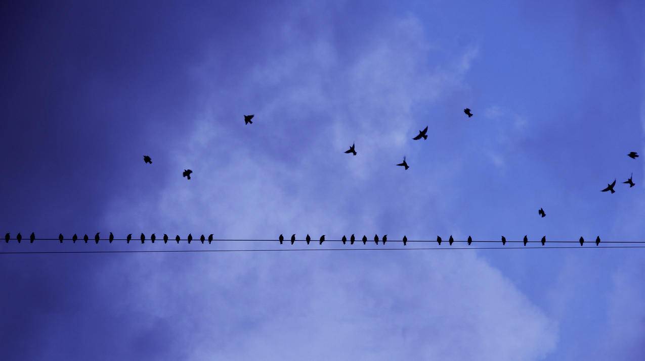 飞鸟栖息在电力线上的剪影摄影