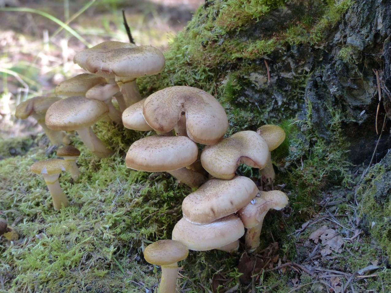 野生蘑菇高清图片-千叶网