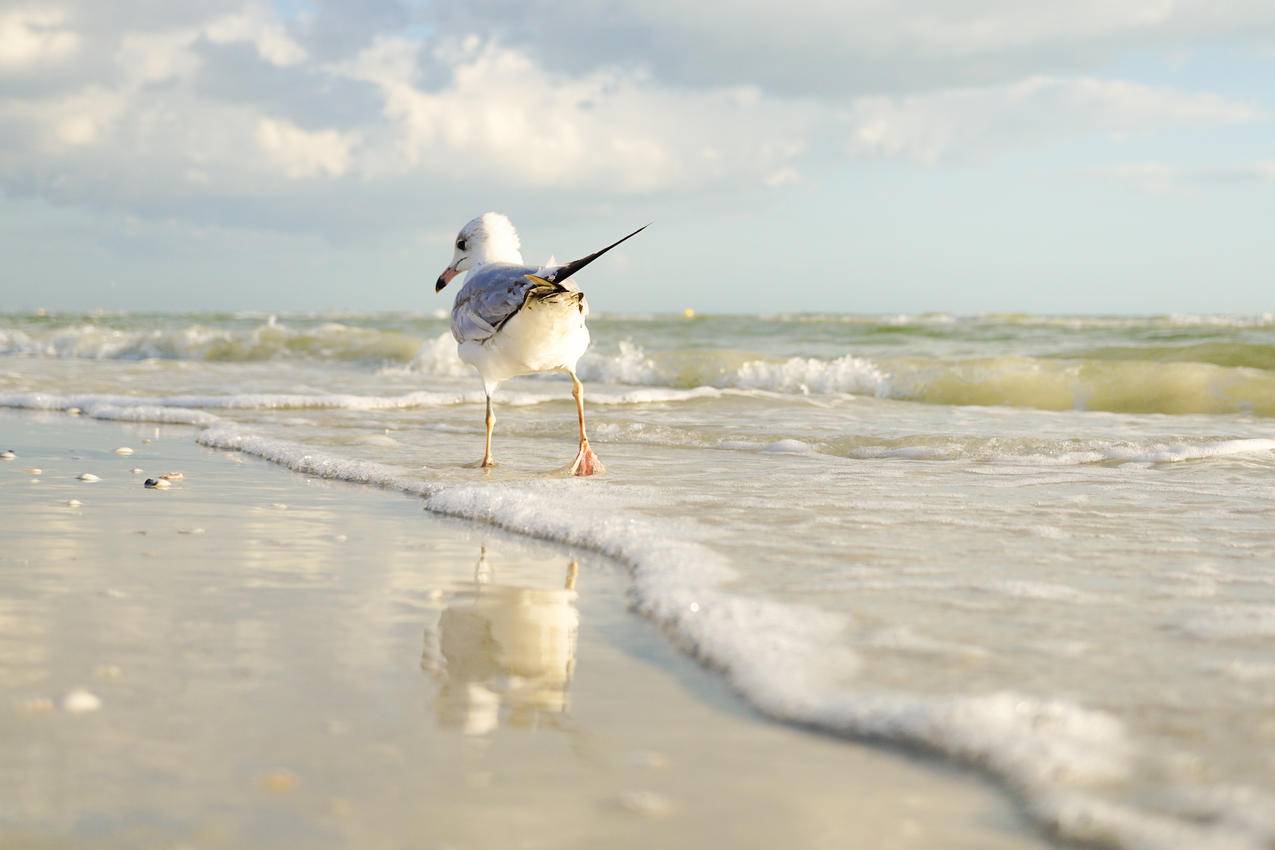 站在海边的白色和灰色的鸟
