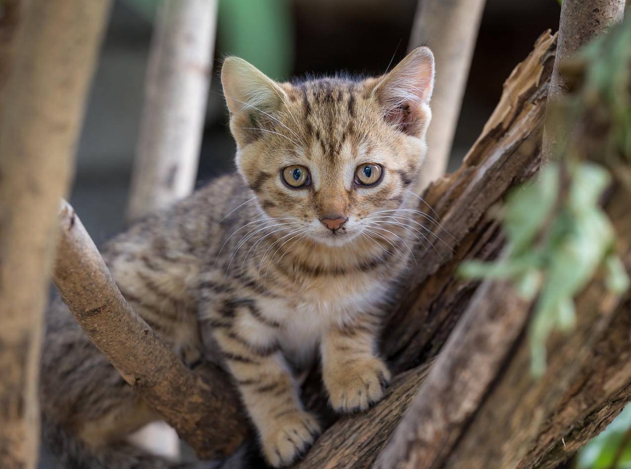 Brown,Tabby,Kitten在树枝上