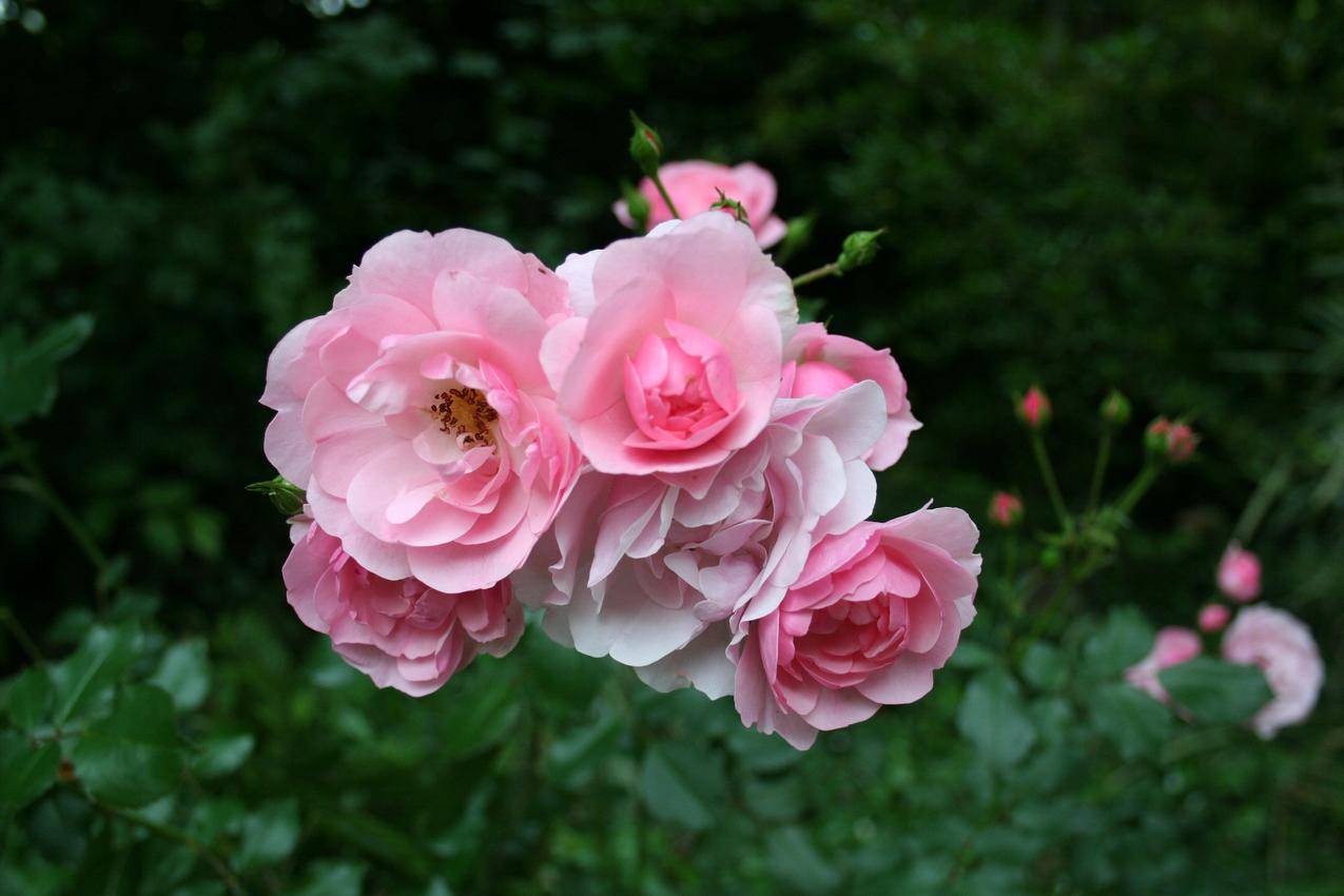 粉红色的玫瑰花朵高清壁纸