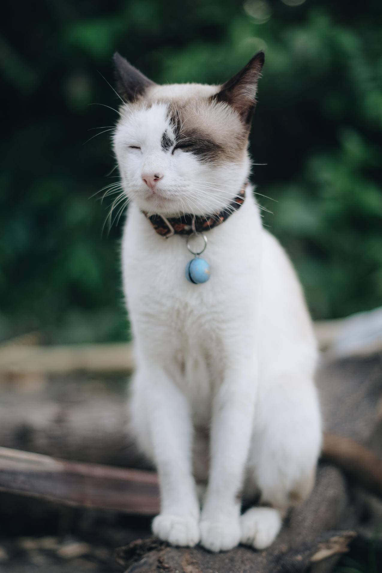 坐在树枝上的猫