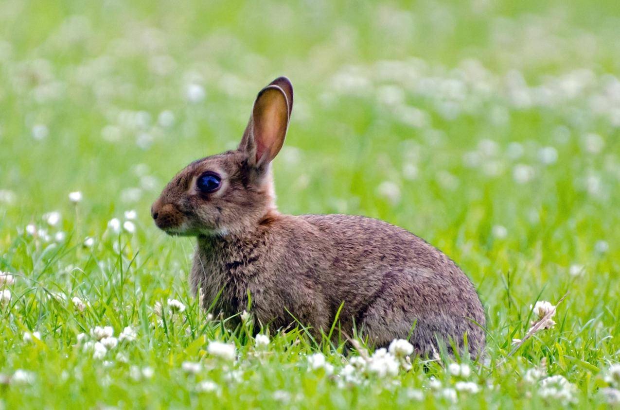长耳朵的小兔子高清图片