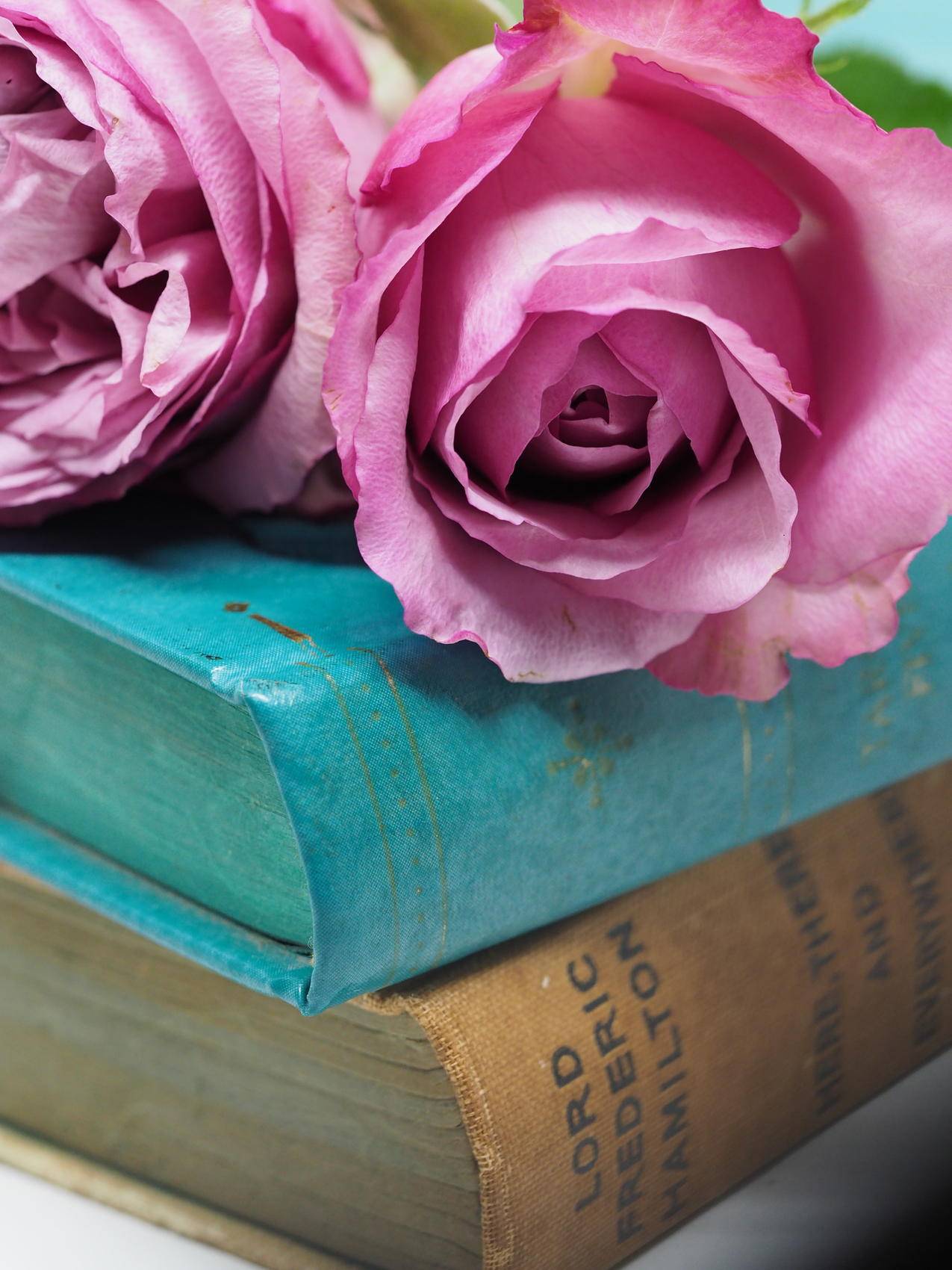 蓝色精装书籍上的粉红玫瑰