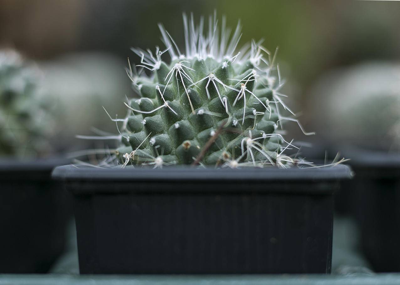 仙人掌属植物在Black,Pot上的选择性聚焦图片