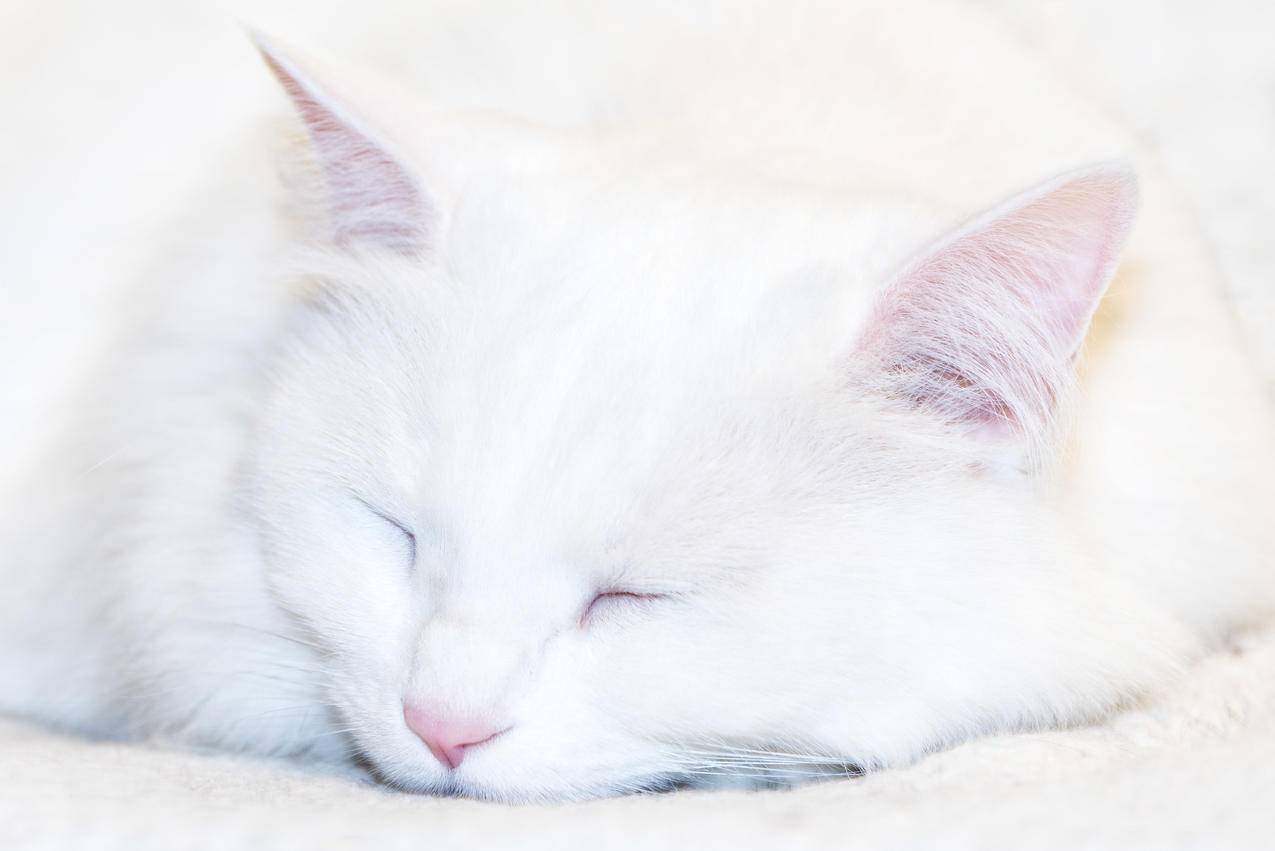 白猫睡觉照片