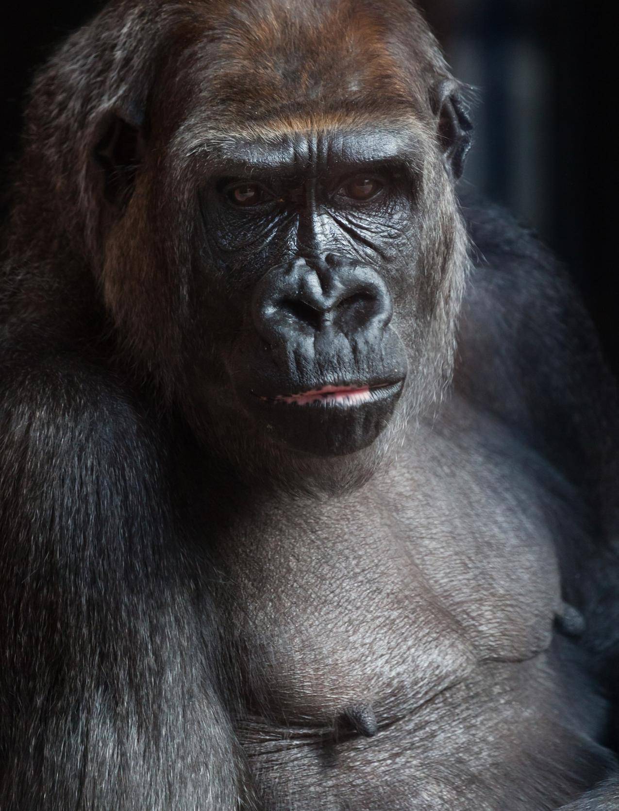 Bonobo : Fiche descriptive complète avec photos - Instinct animal
