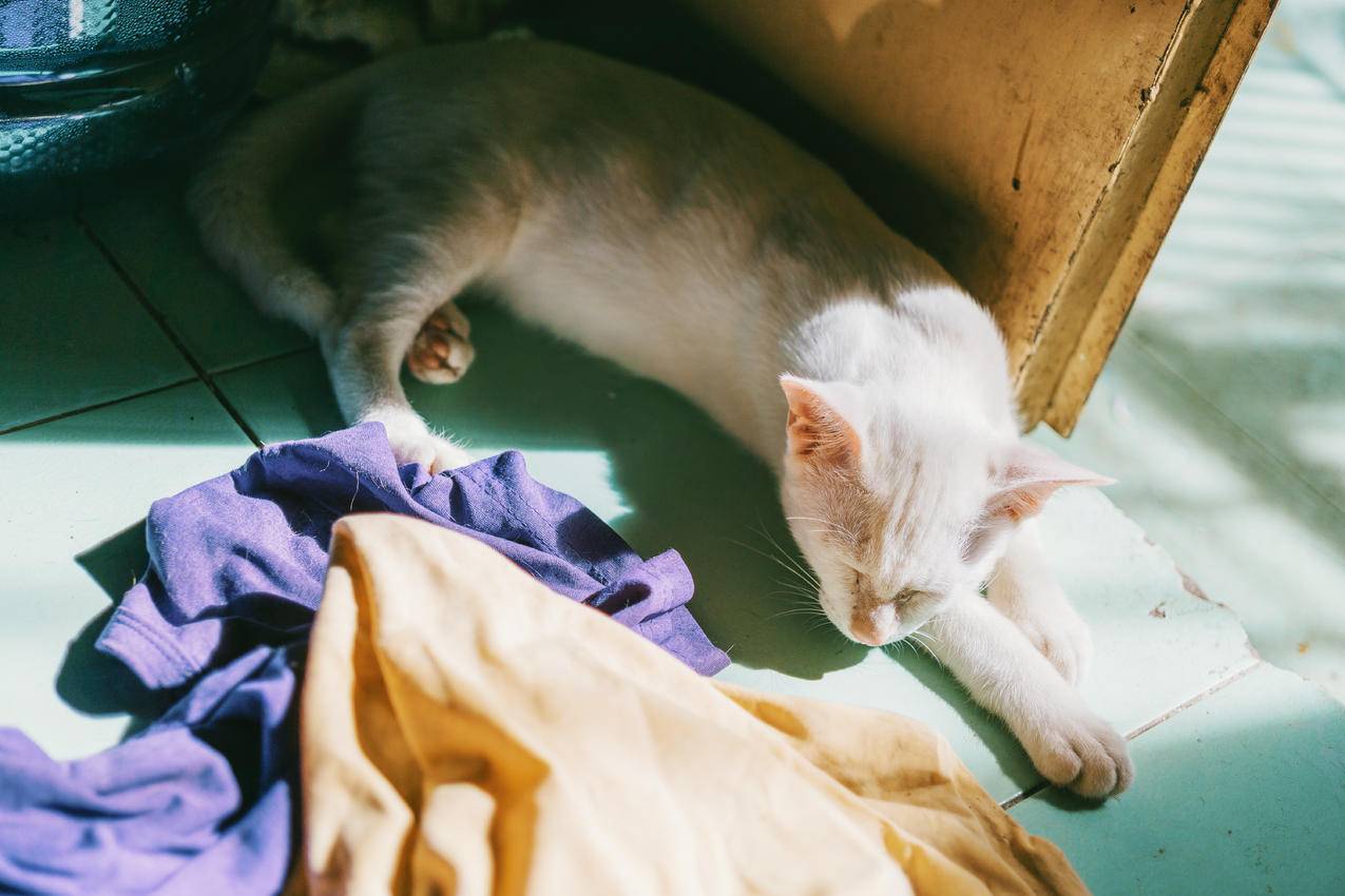 白猫门与各式纺织品