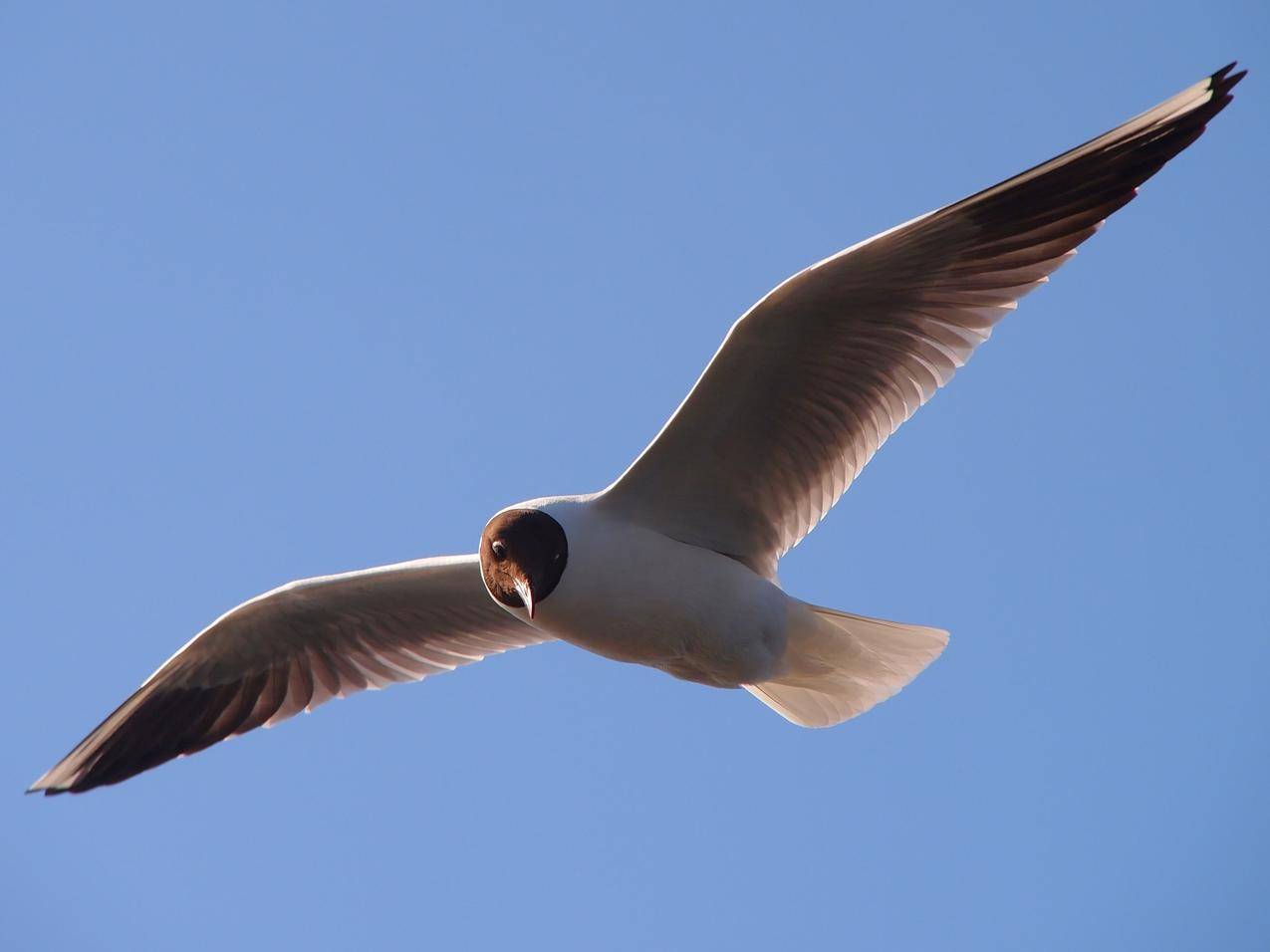 【飞翔的海鸥摄影图片】生态摄影_太平洋电脑网摄影部落