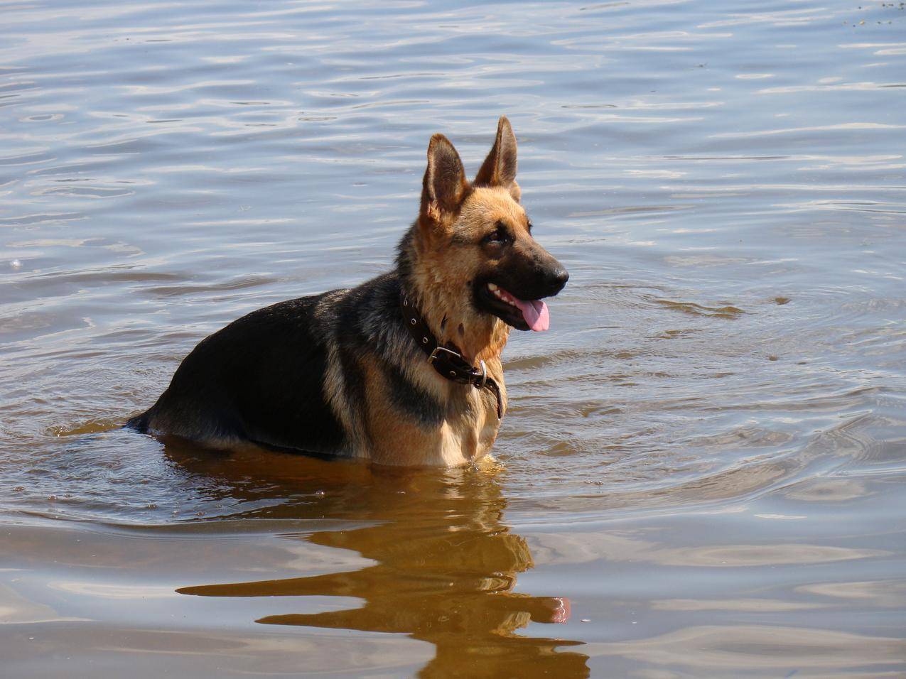 水里的狗狗高清图片