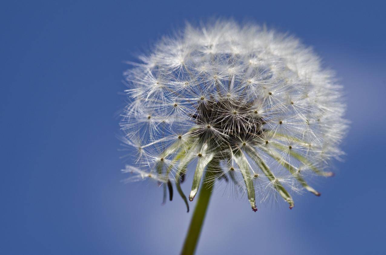 蒲公英贴近天空