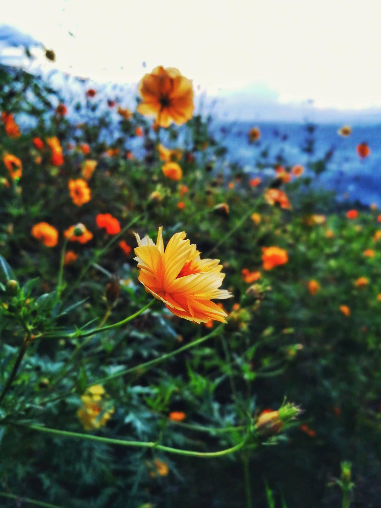 Orange,Petaled,Flowers的选择性聚焦摄影