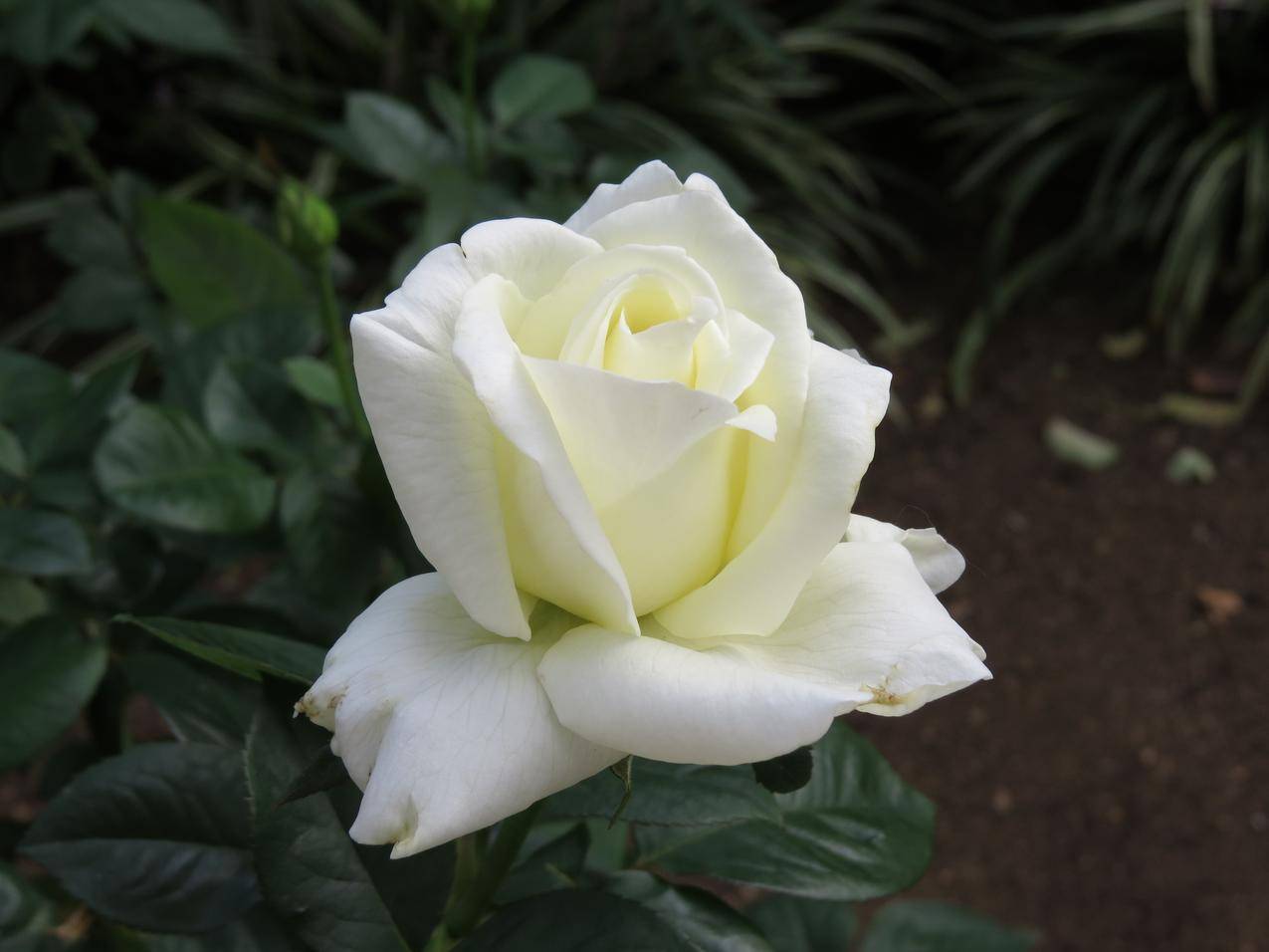 洁白的白玫瑰花