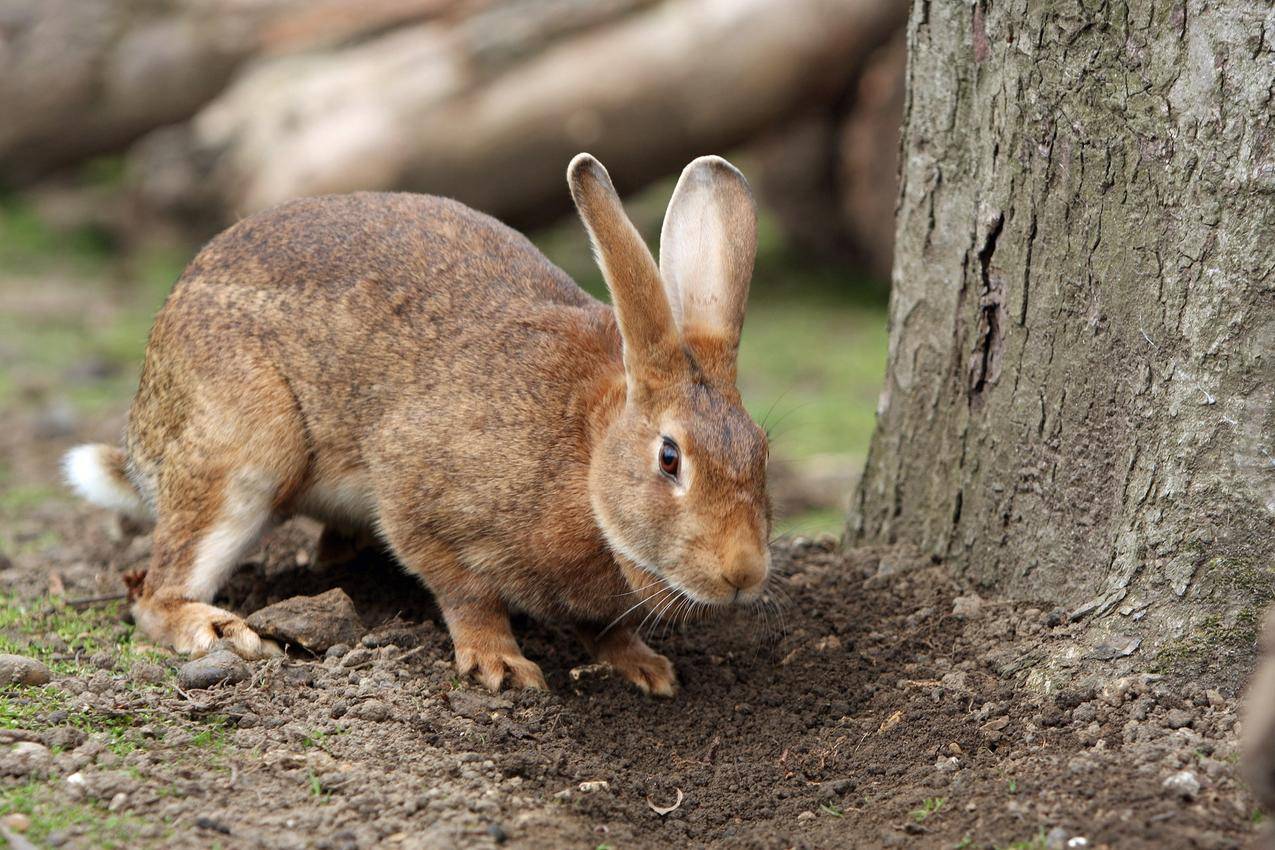 可爱的棕色兔子高清图片