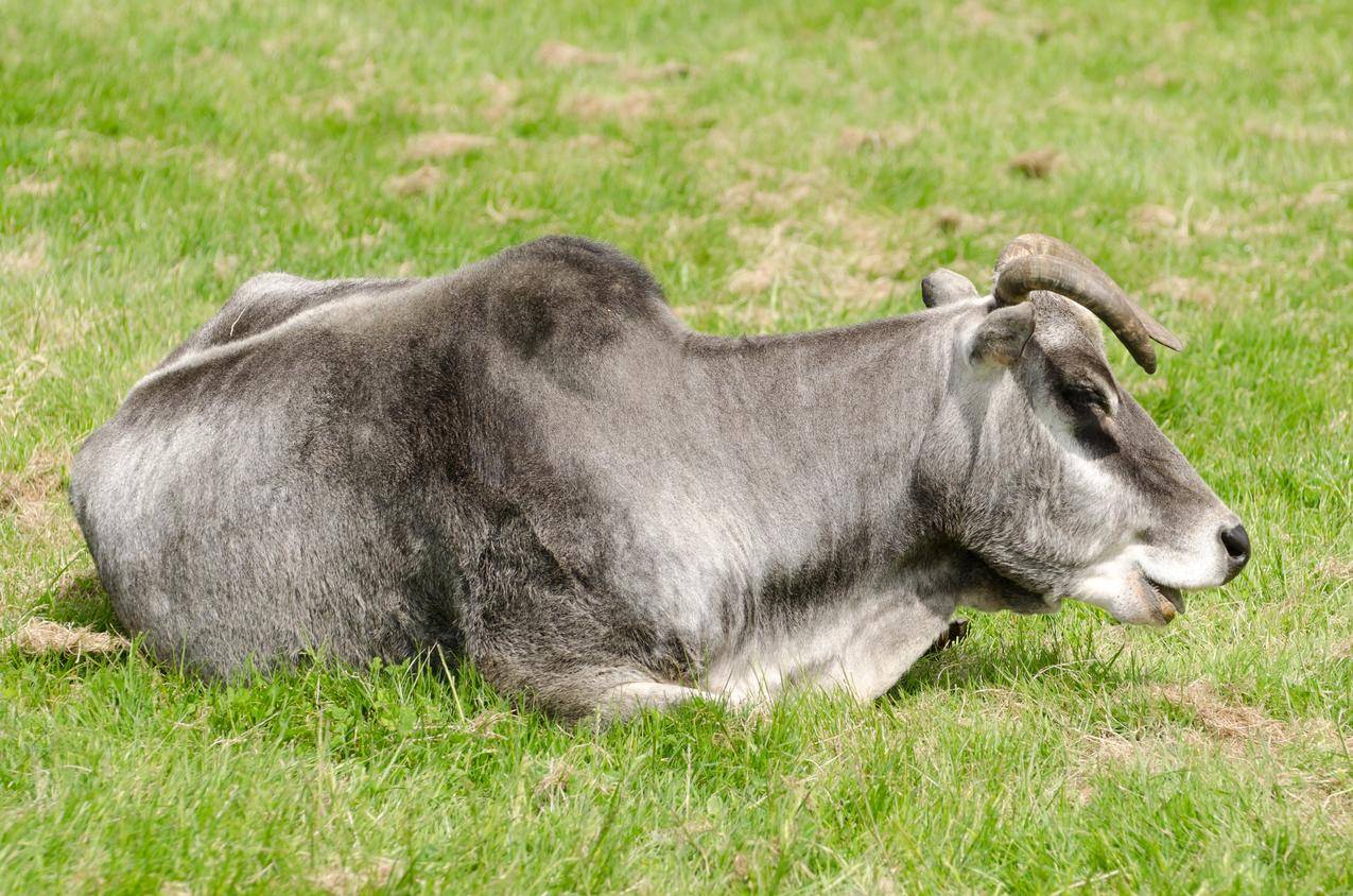 草地上灰色的牛高清图片