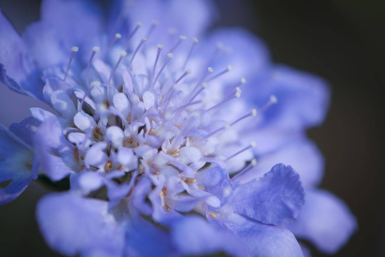 蓝色花朵花蕊高清壁纸