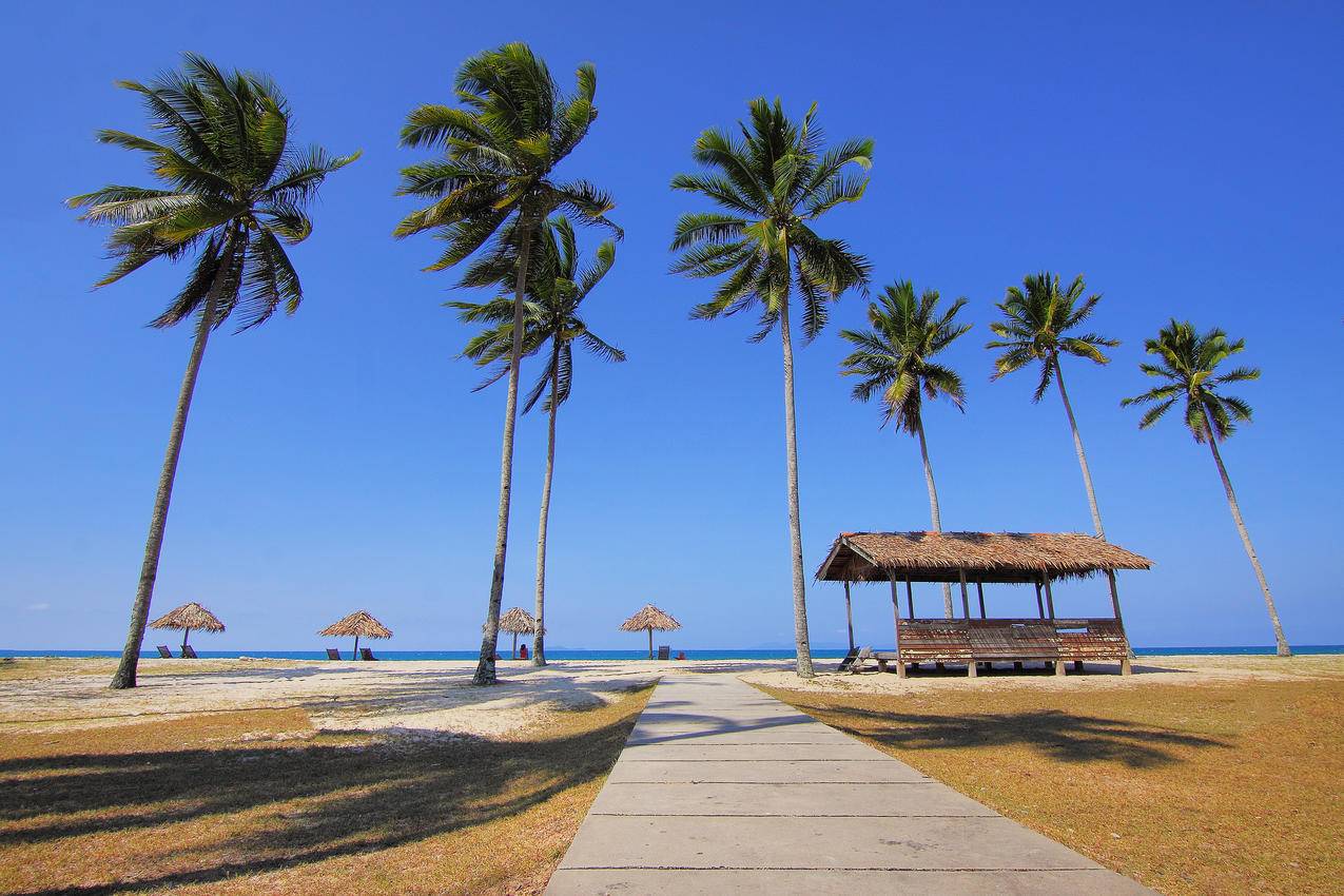 椰子树白天在海边排队