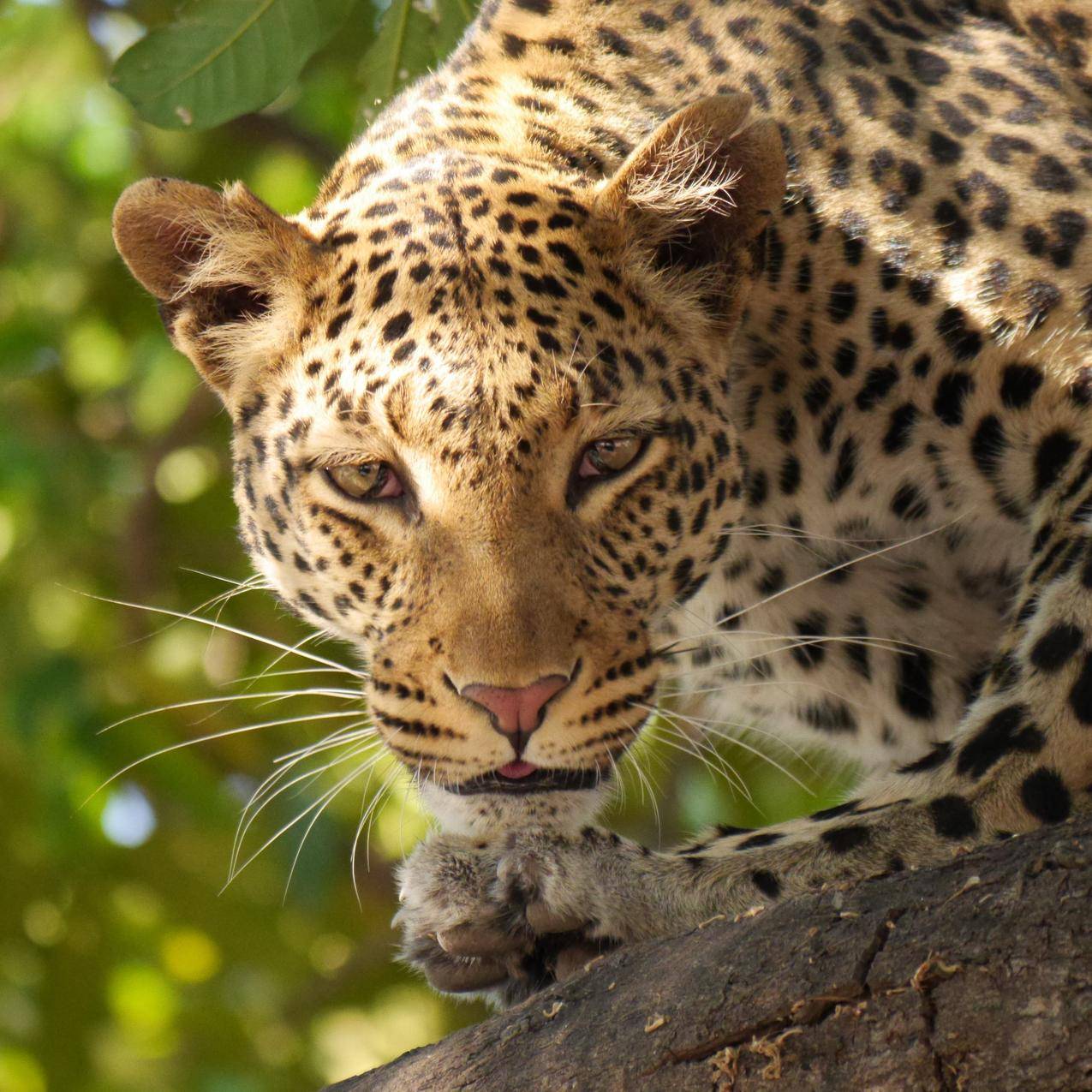 非洲博茨瓦纳野生动物园的花豹