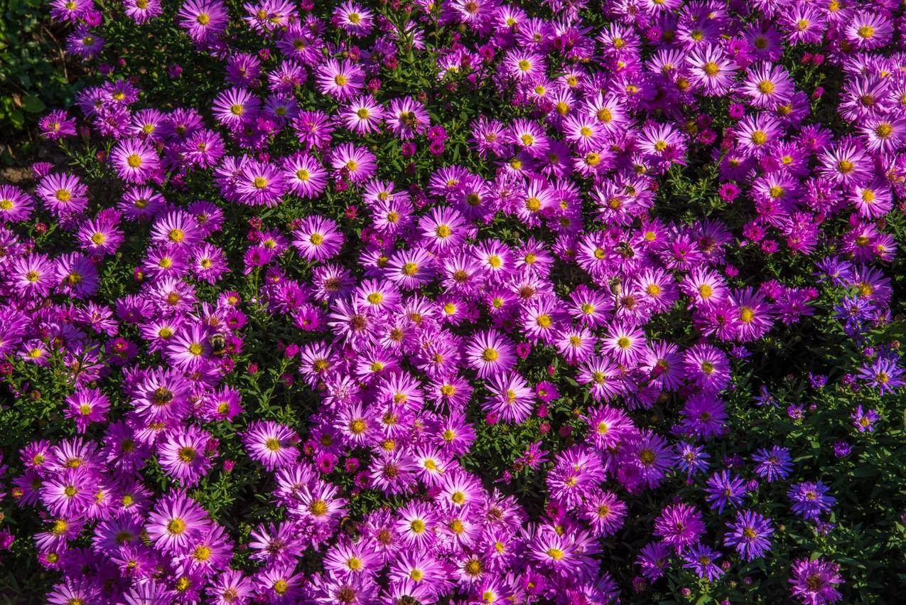 紫色翠菊花高清图片
