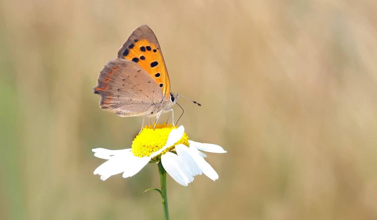 白天白菊雏菊橙褐蝴蝶的近景摄影