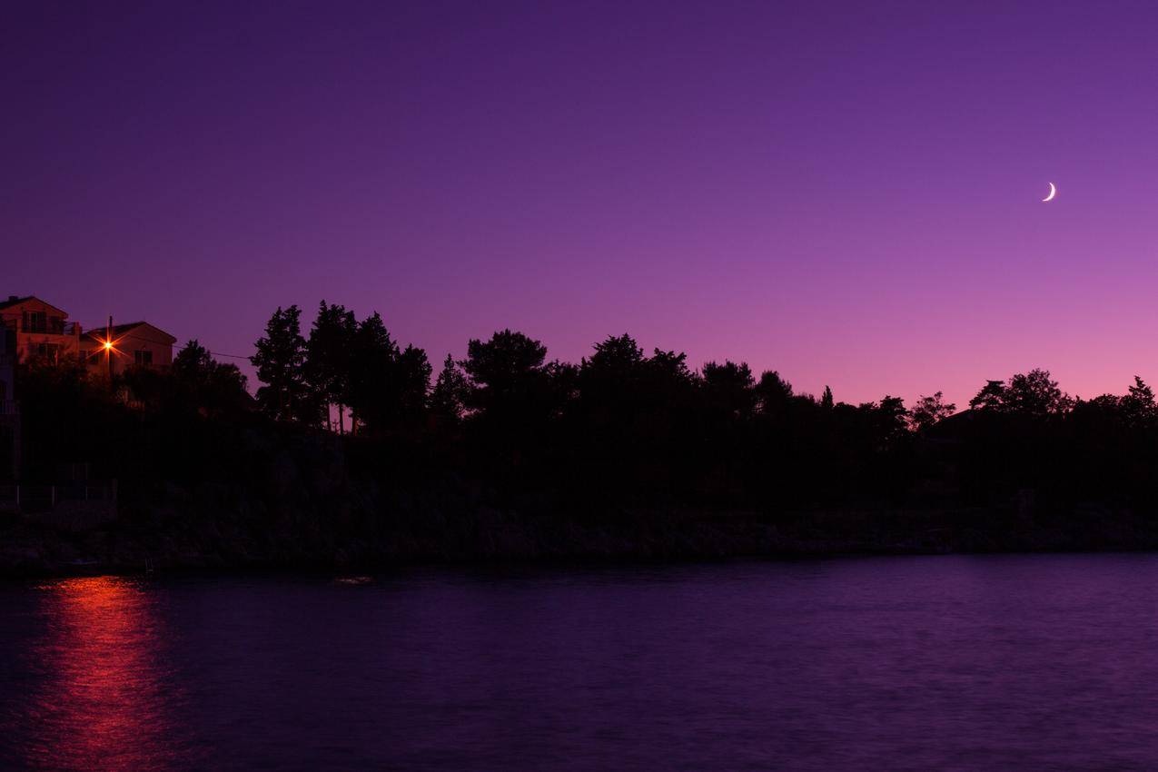 黑夜中紫色天空下的树影