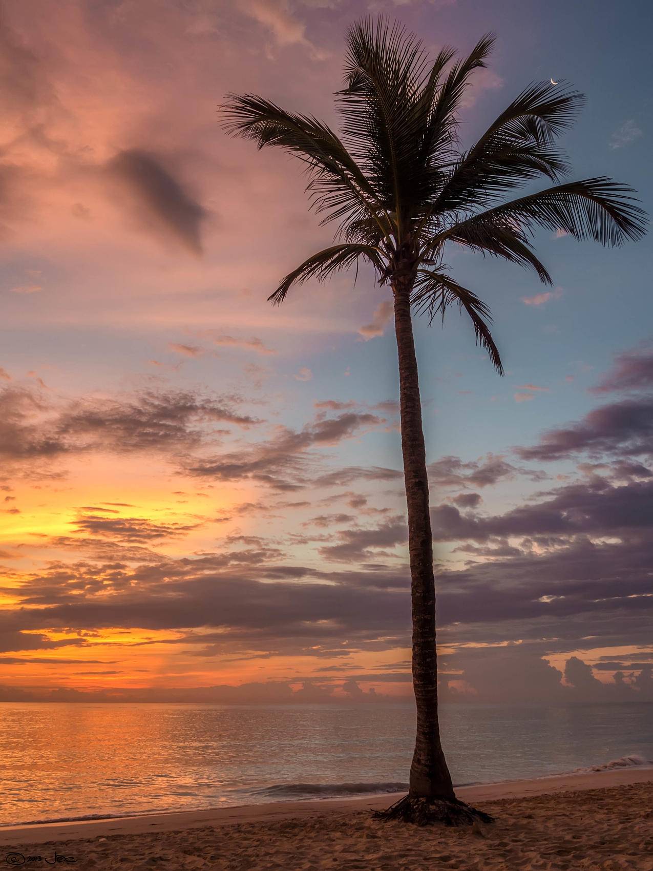 夕阳旁的棕榈树