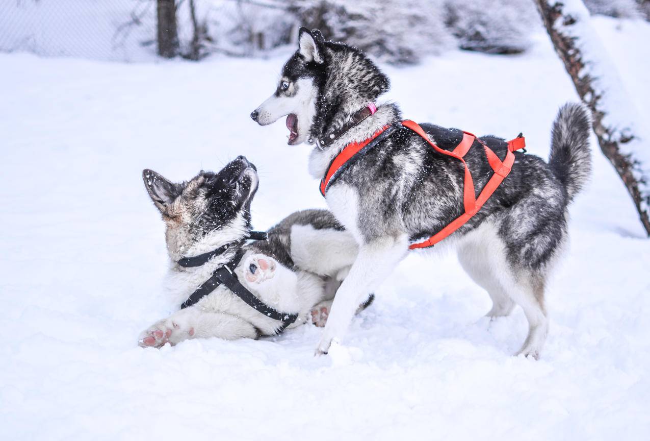 Snow的狗