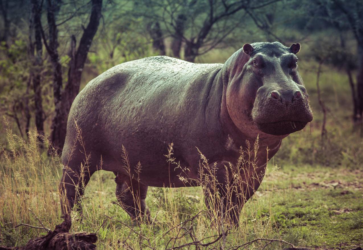 绿草上的Black,Hippopotamus