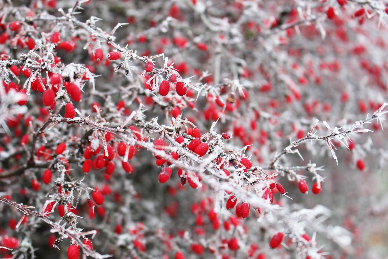 雪,自然,灌木,花园cc0可商用高清大图