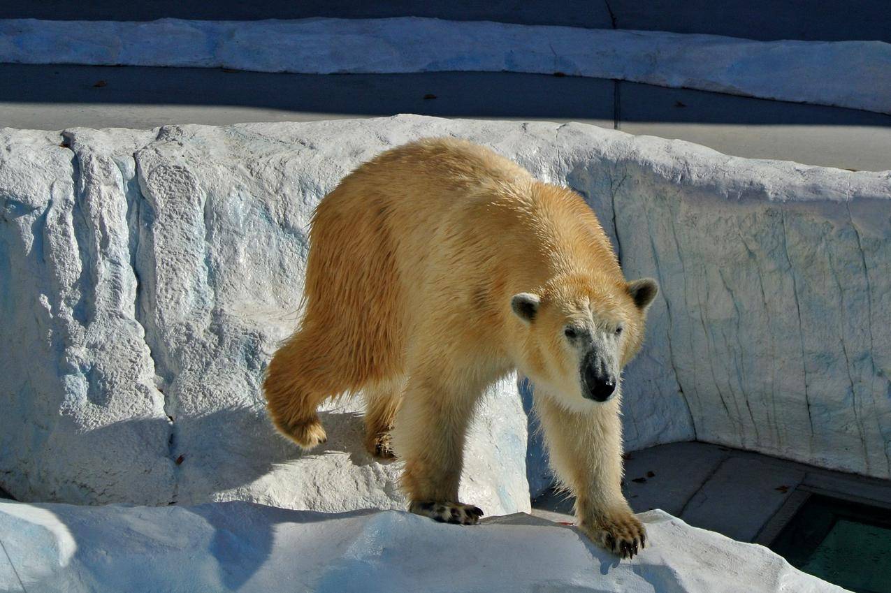 棕色的北极熊高清图片