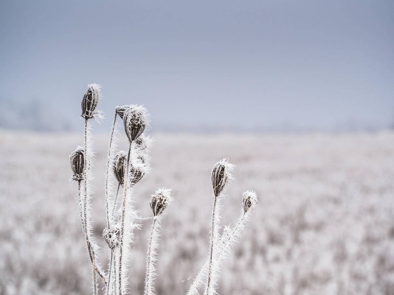 cc0可商用高清的冷,雪,自然,冬季图片