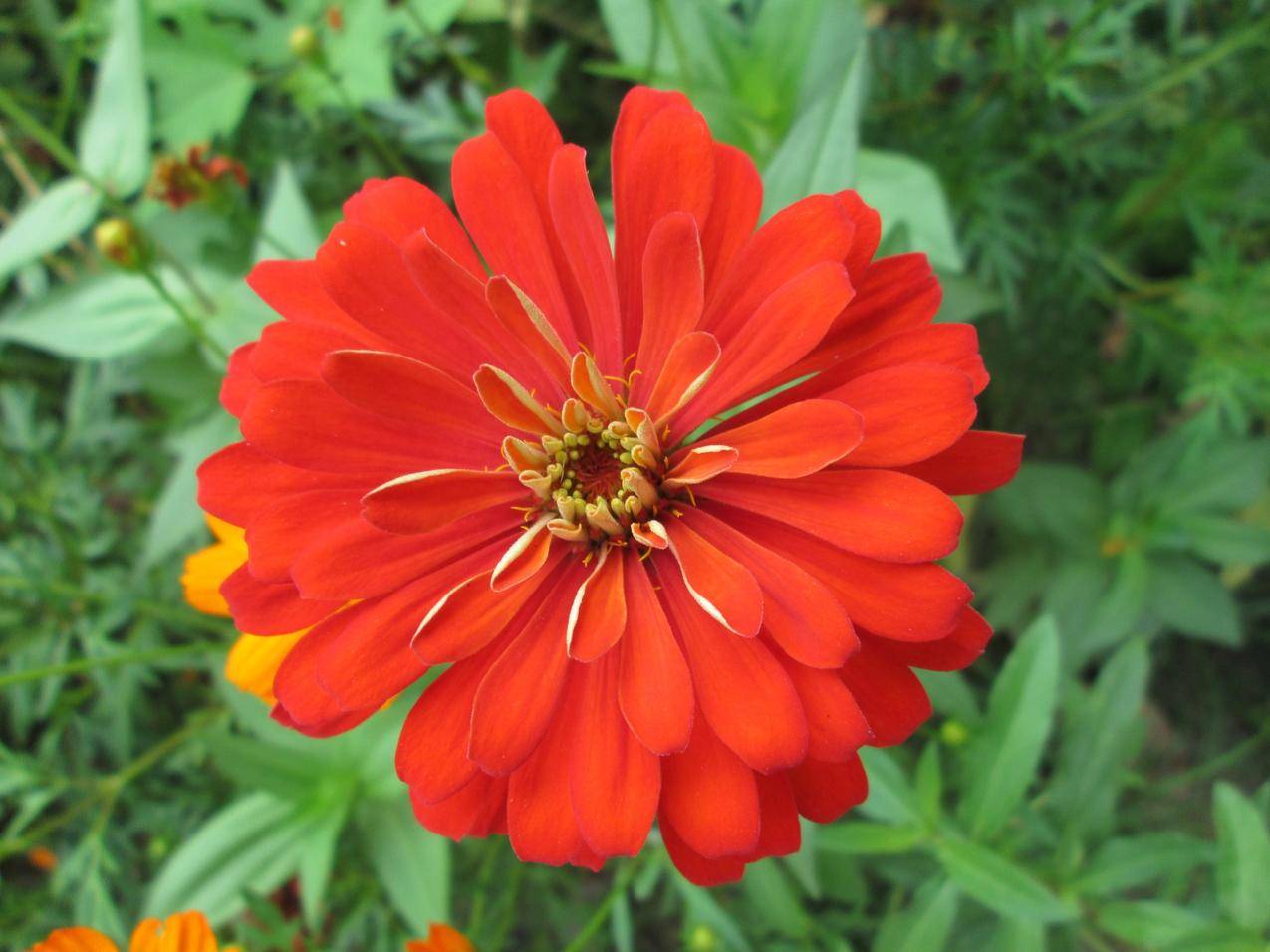 花朵盛开高清壁纸
