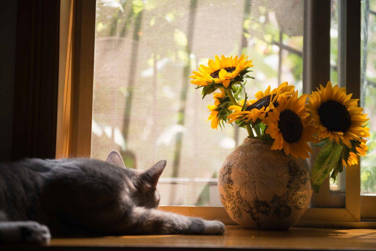 灰猫与向日葵灰花瓶