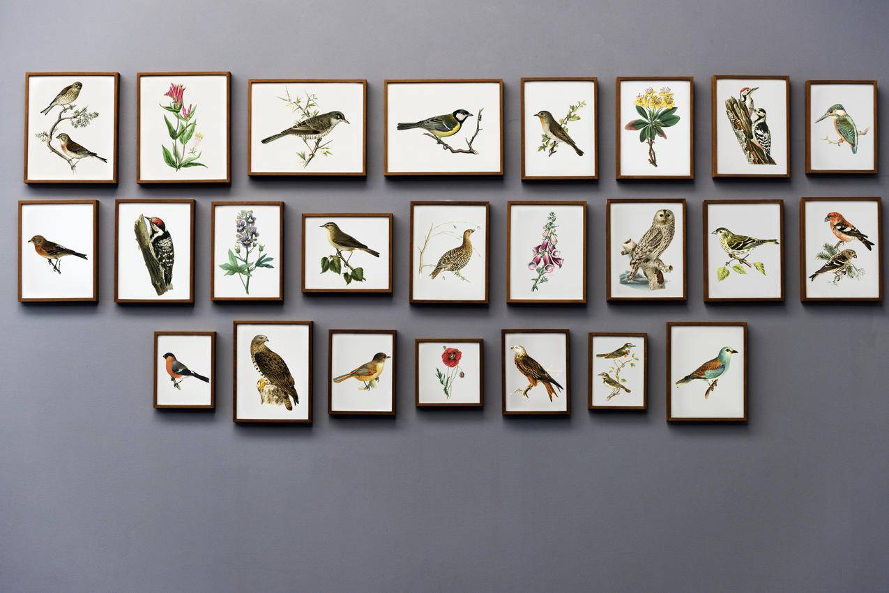 鸟画墙6k壁纸