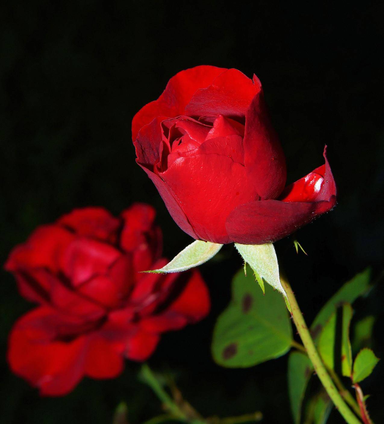 红玫瑰4k壁纸