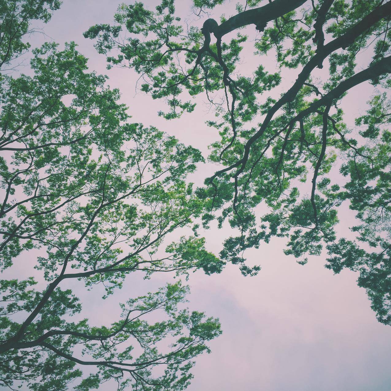 雨云下的绿树