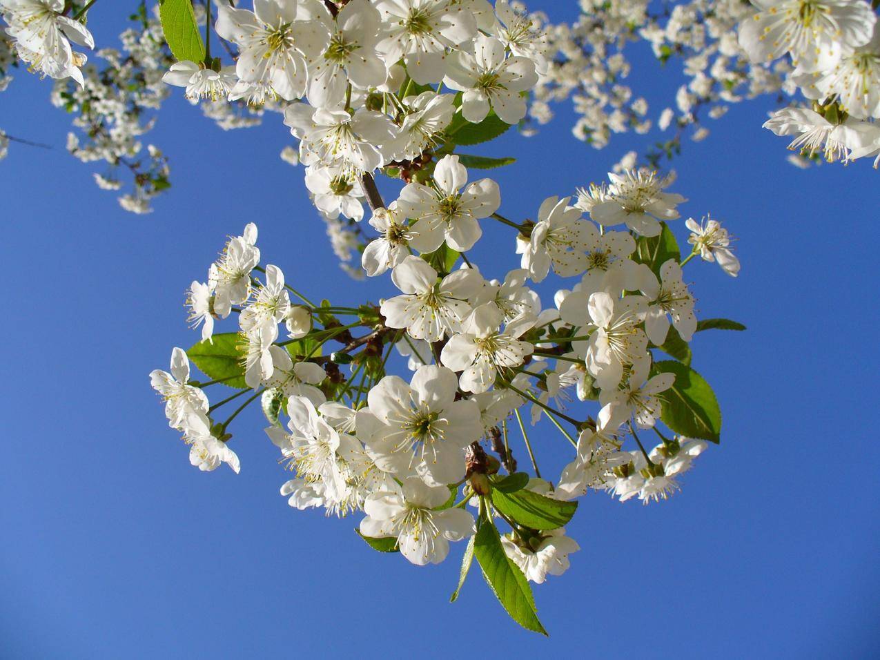 白色丛生花