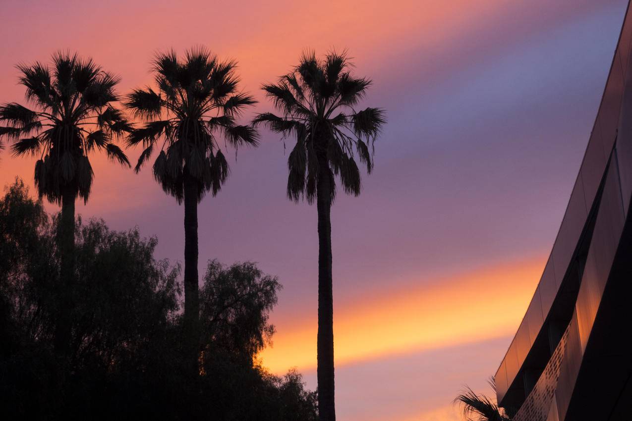 日落时三棵棕榈树的低角度观赏