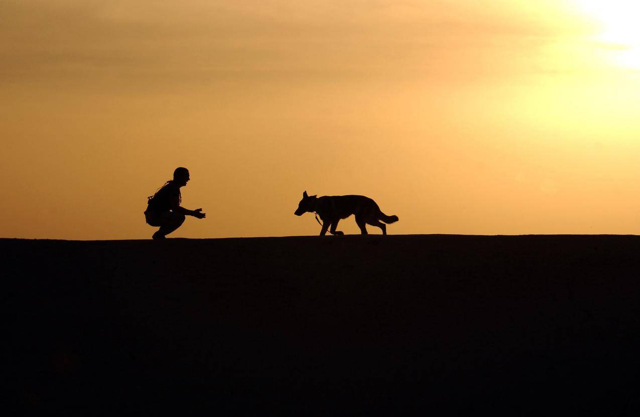 日落时一只狗的剪影高清大图