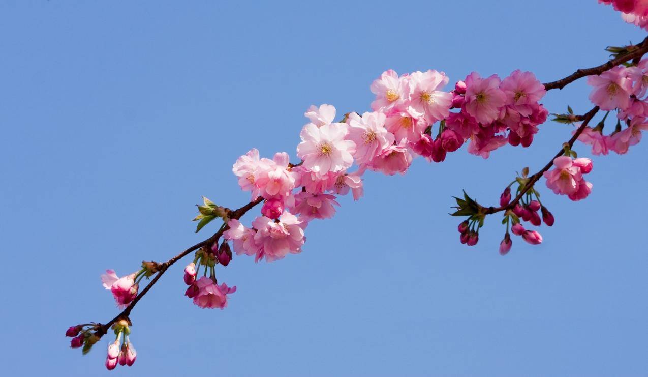 美丽的樱花高清图片