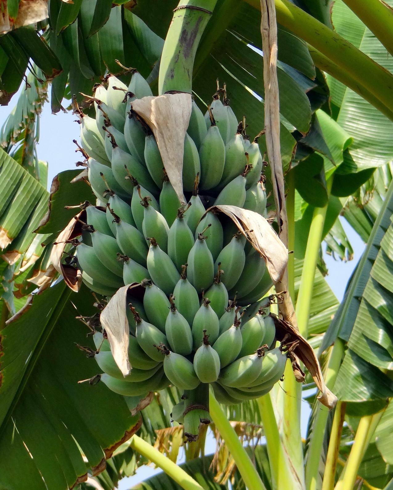 香蕉树上未成熟的香蕉图片