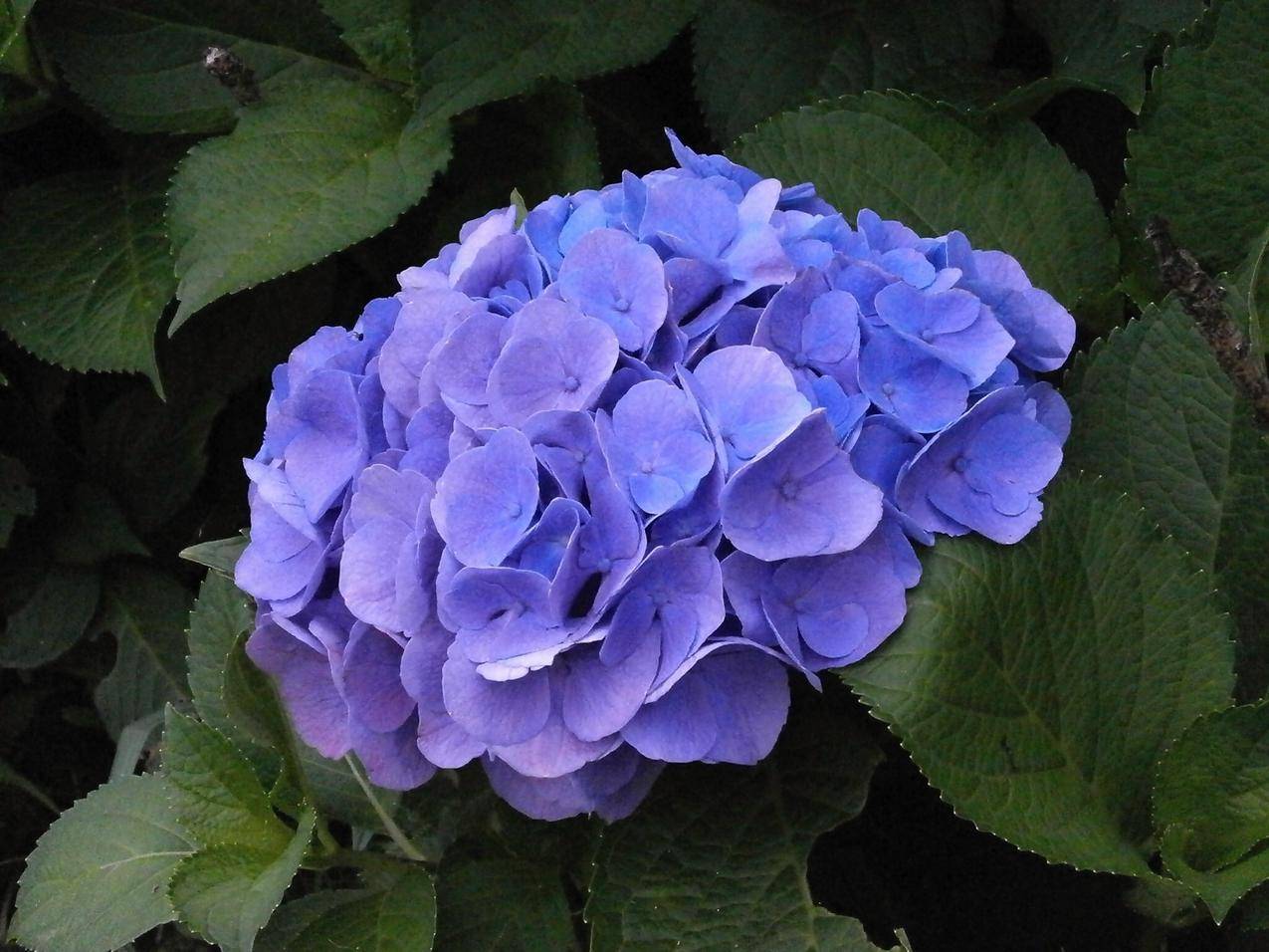 蓝紫色的绣球花高清图片