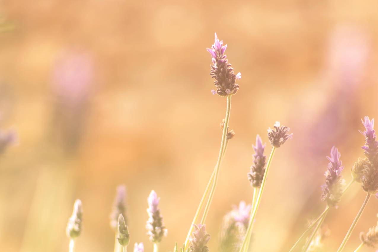 紫色Petaled,Flowers